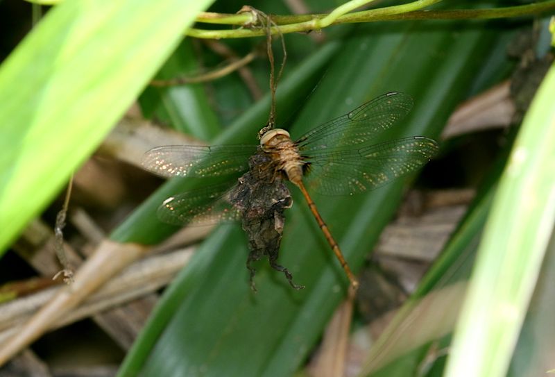 Dingy Dusk-Darter (Zyxomma petiolatum)