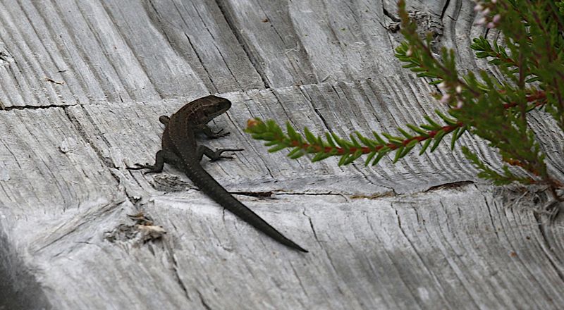 Viviparous Lizard (Zootoca vivipara)