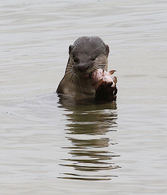 Smooth-coated Otter (Lutrogale perspicillat)