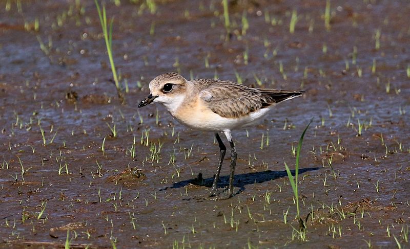 Lesser Sand Plover