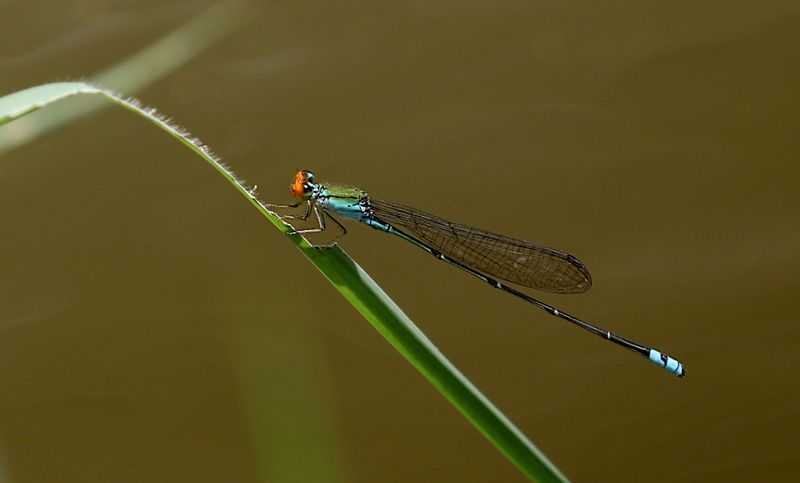  Orange-faced Sprite (Pseudagrion rubriceps)
