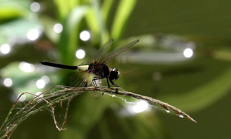 Banded Skimmer