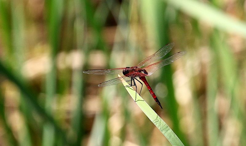 Red Glider (Tramea transmarina)