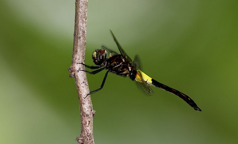 Banded Skimmer (Pseudothemis jorina)