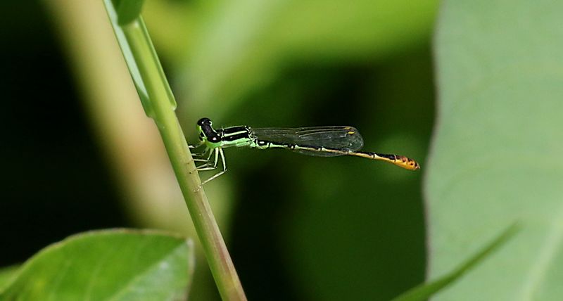 Marsh Wisp (Agriocnemis minima)