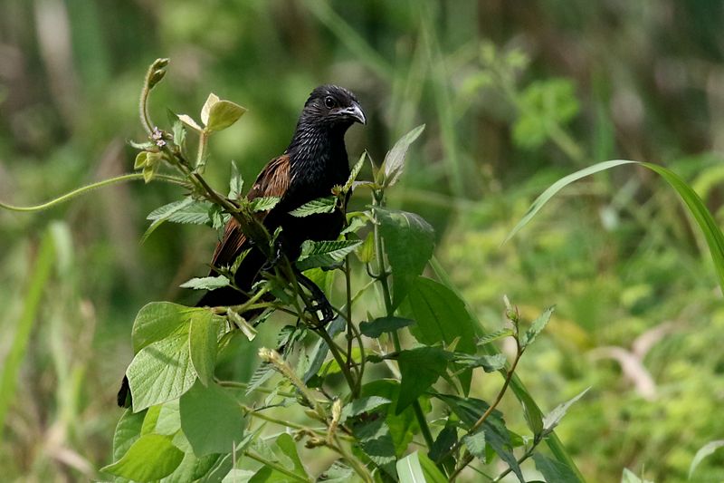 Lesser Coucal