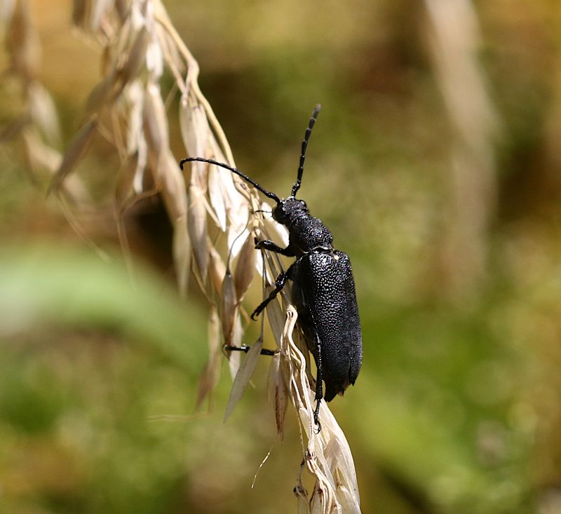 Large Black Longhorn Beetle (Stictoleptura scutellata) Bokblombok