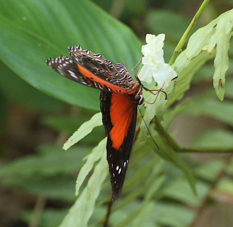 Eastern Red Lacewing Butterfly Cethosia cydippe
