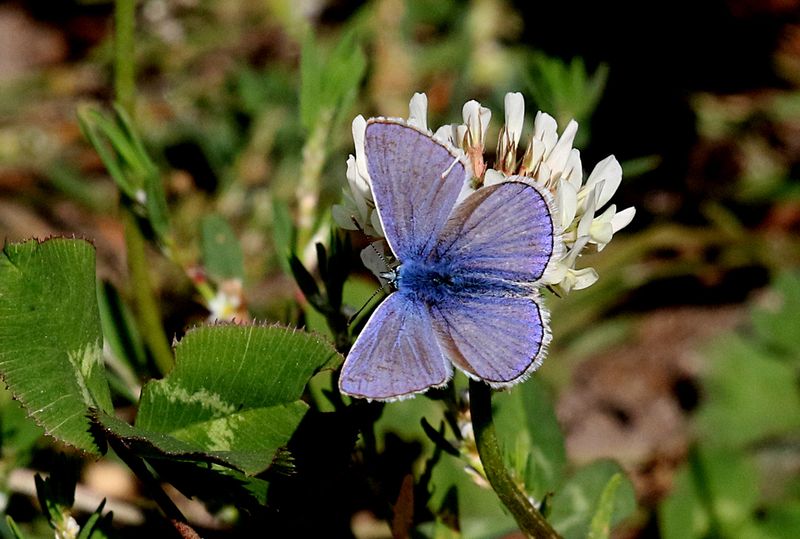 Puktrneblvinge (Polyommatus icarus) Common Blue