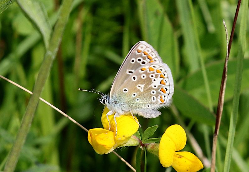 Puktrneblvinge (Polyommatus icarus) Common Blue