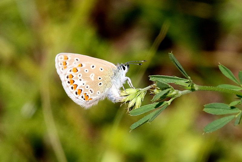 Puktrneblvinge (Polyommatus icarus) Common Blue
