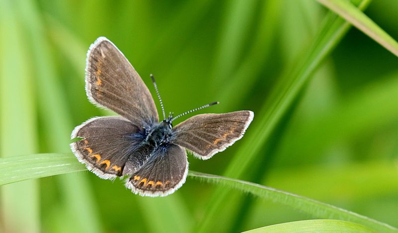 Ljungblvinge (Plebejus argus) Silver-studded Blue