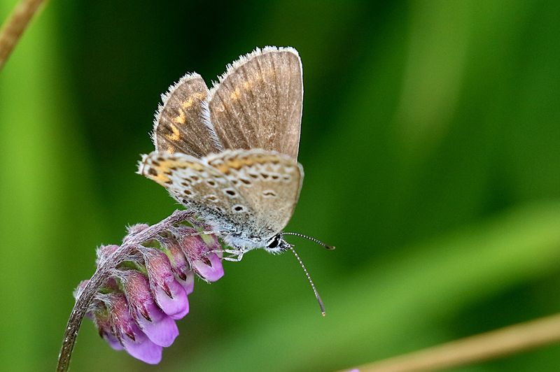 Ljungblvinge (Plebejus argus) Silver-studded Blue