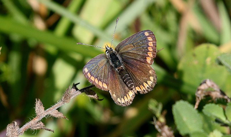 Rdflckig Blvinge (Aricia agestis) Brown Argus