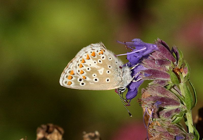 Rdflckig Blvinge (Aricia agestis) Brown Argus