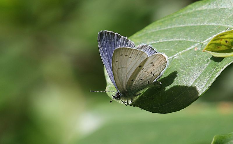 Tosteblvinge (Celastrina argiolus) Holly Blue