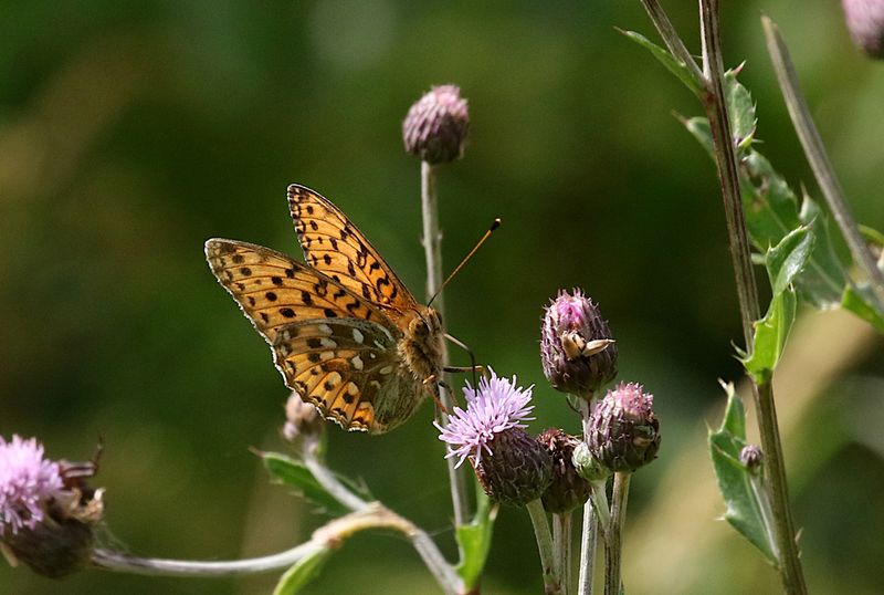 Ängspärlemorfjäril (Argynnis aglaja) Dark Green Fritallary