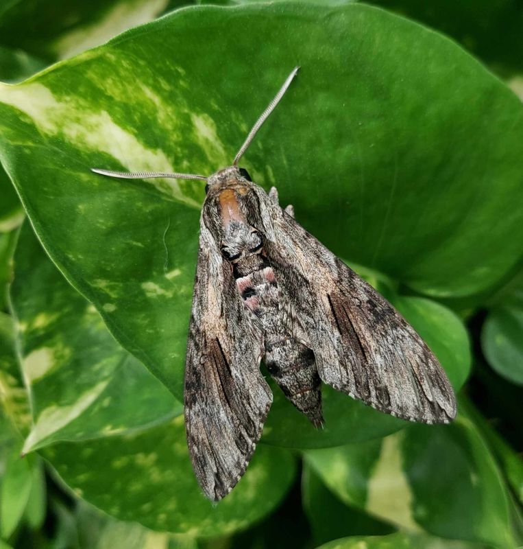 Convolvulus Hawkmoth Agrius convolvuli
