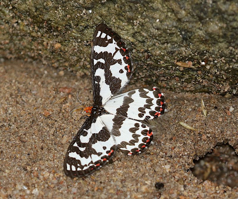 Pterothysanus laticilia