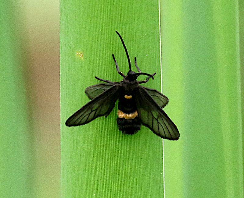 Psichotoe duvaucelii