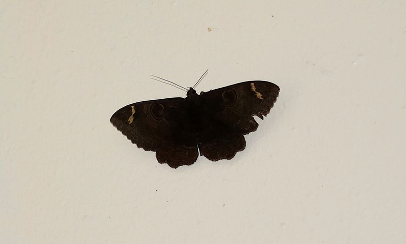White-barred Owl Moth (Erebus hieroglyphica)