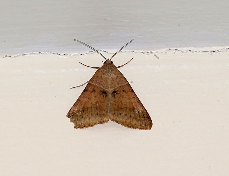 Tribe Euclidiini