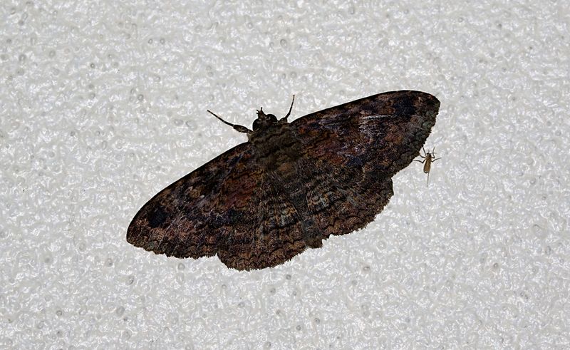 Anisoneura salebrosa