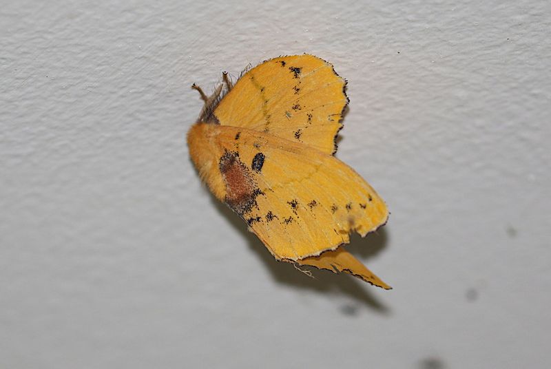 Rose Myrtle Lappet Moth (Trabala vishnou)