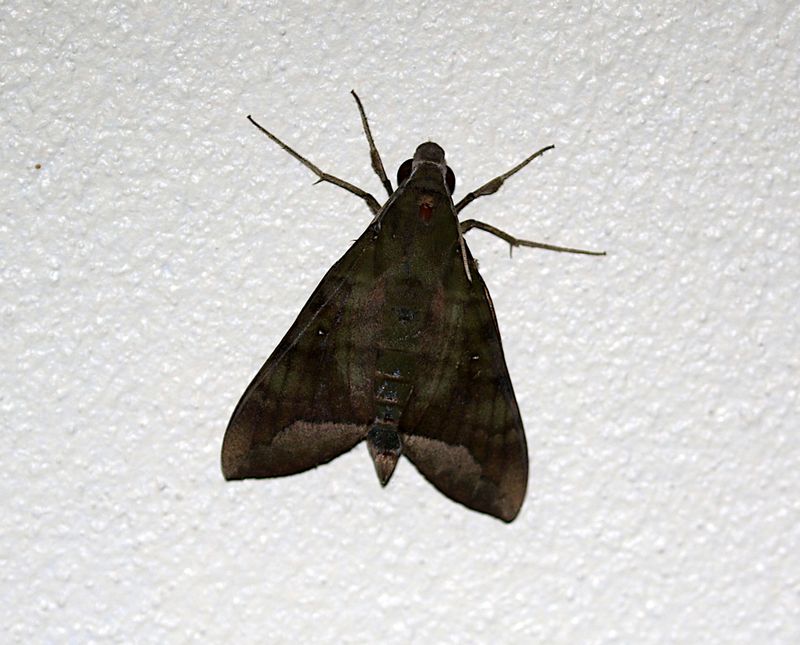 Crepuscular Hawkmoth (Nephele hespera)