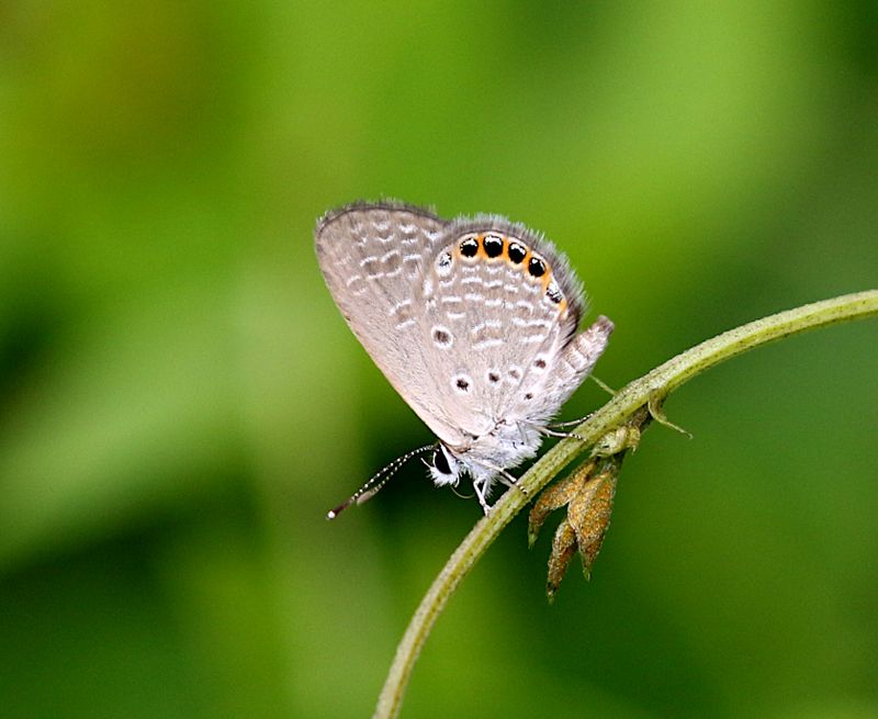 Jewelled Grass-Blue (Freyeria putli)