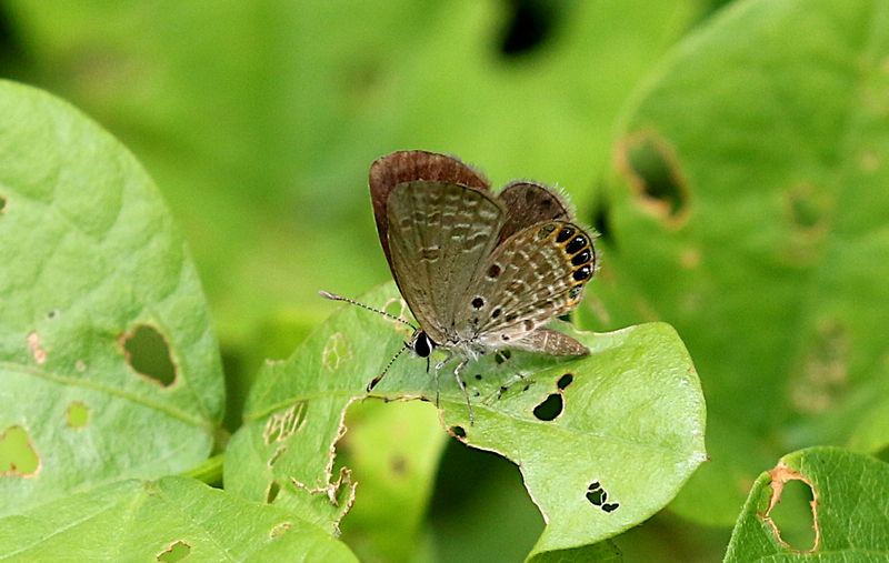 Jewelled Grass-Blue (Freyeria putli)