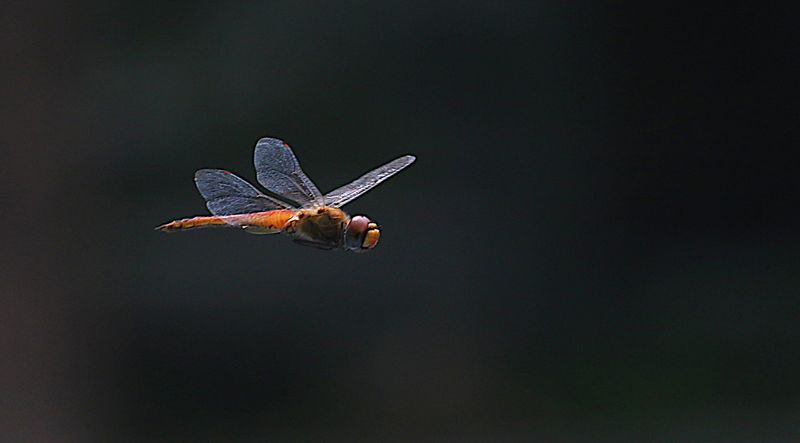 Wandering Glider (Pantala flavescens)