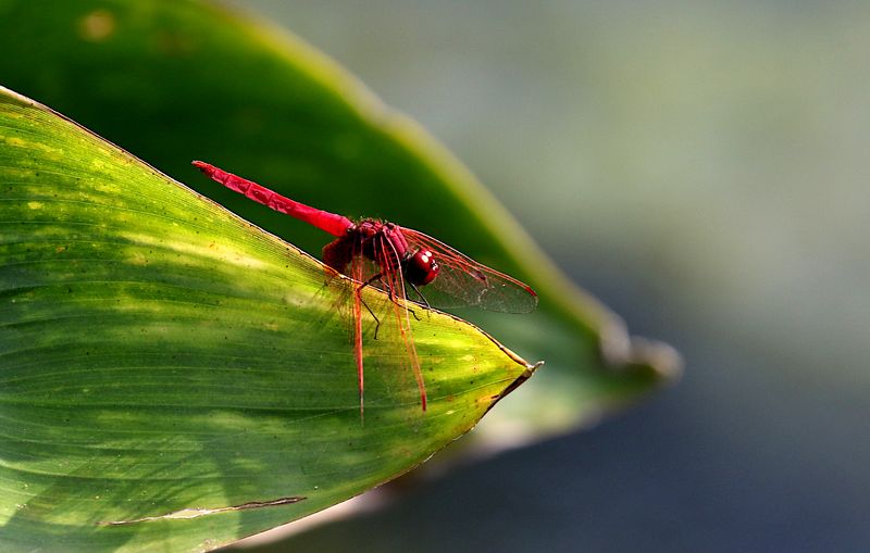 Crimson Dropwing (Trithemis aurora)