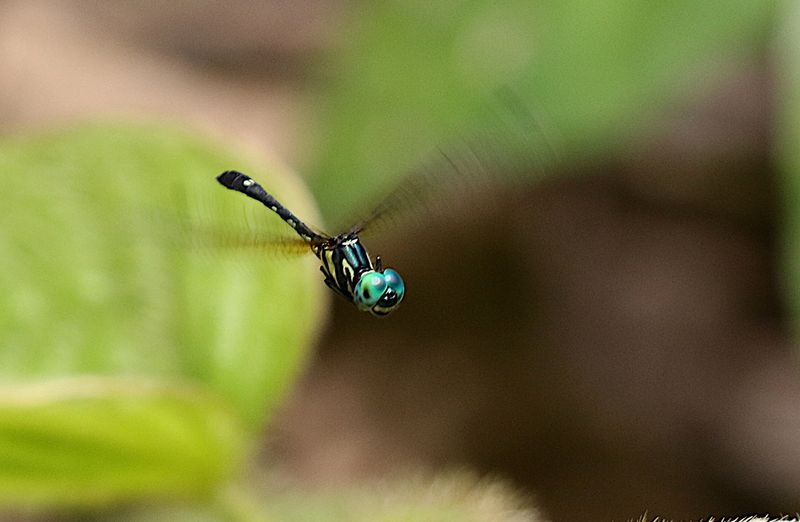 Pigmy Skimmer (Tetrathemis platyptera)