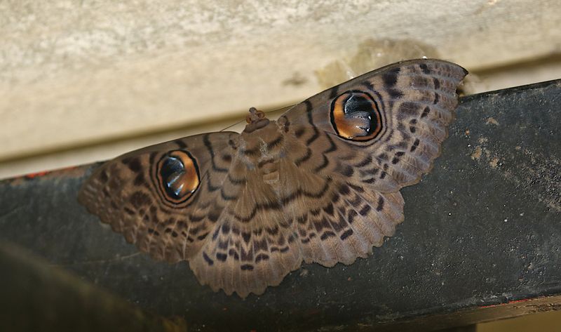 Common Owl Moth (Erebus macrops)