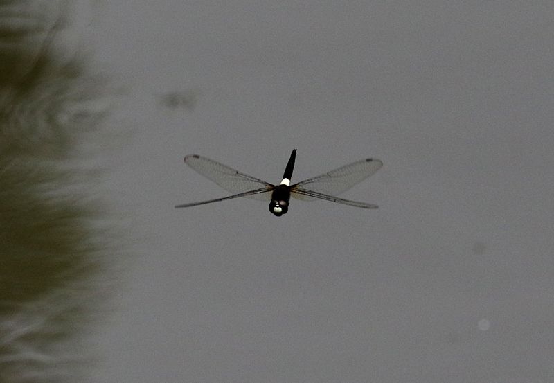 Banded Skimmer (Pseudothemis jorina)