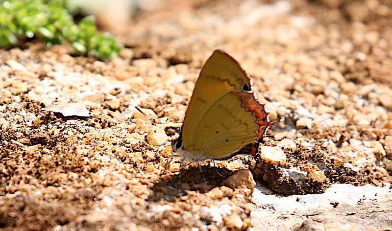 Golden Sapphire (Heliophorus brahma)