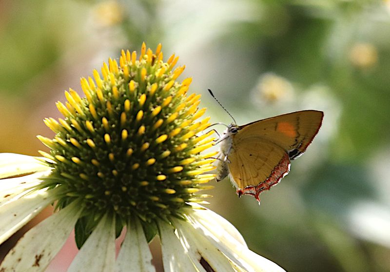 Golden Sapphire (Heliophorus brahma)
