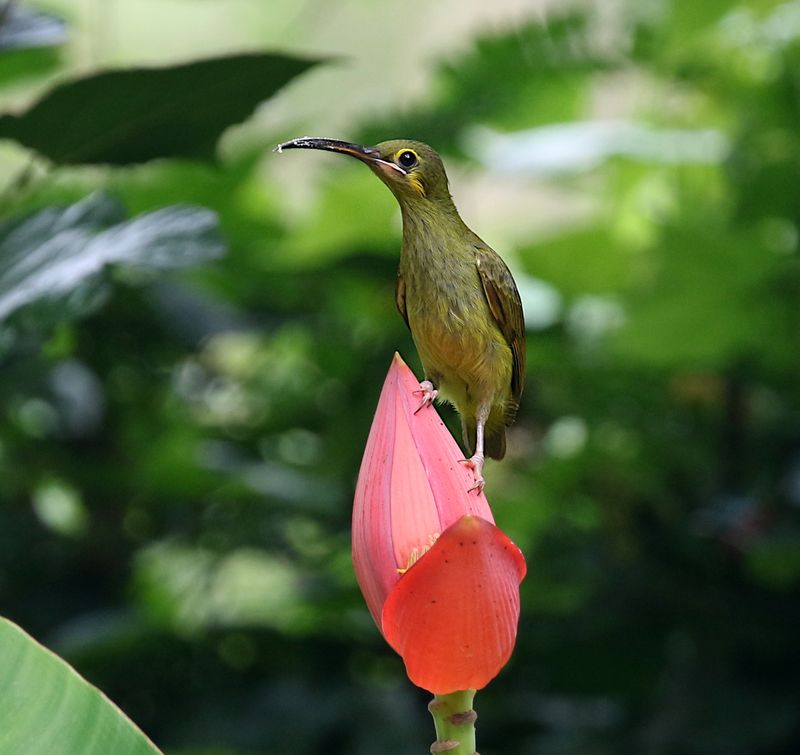 Yellow-eared Spiderhunter