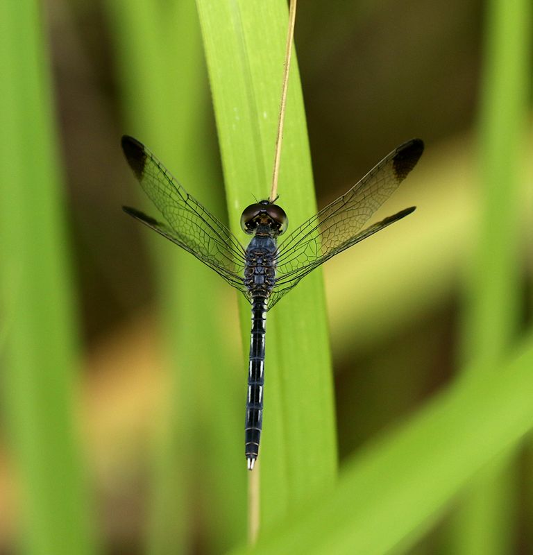 Charcoal-winged Percher (Diplacodes nebulosa)