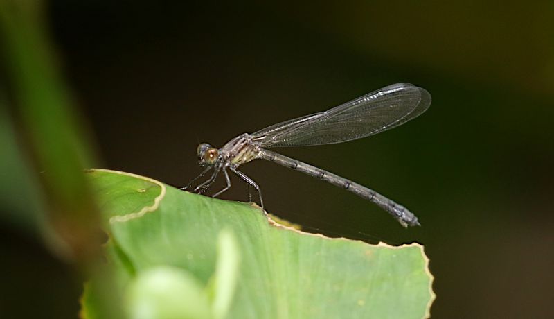  Euphaea masoni 