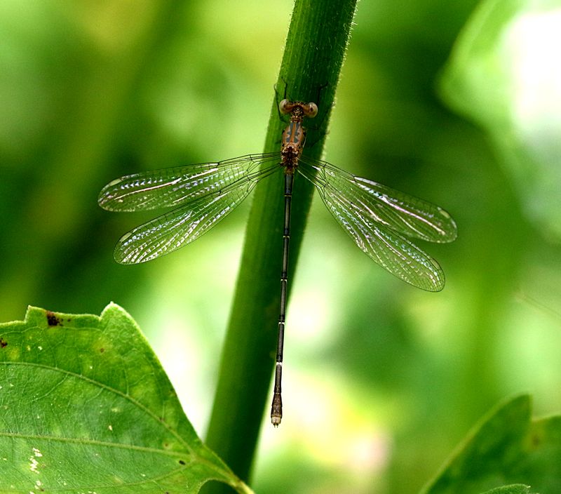 Forest Spreadwing (Lestes dorothea)