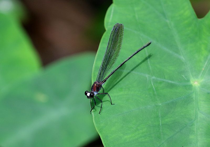 White-faced Clearwing (Echo modesta)