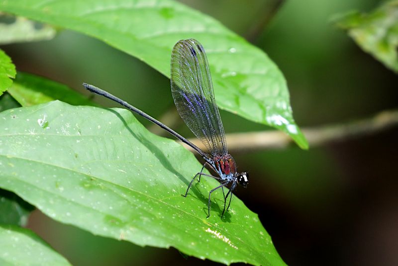 White-faced Clearwing (Echo modesta)