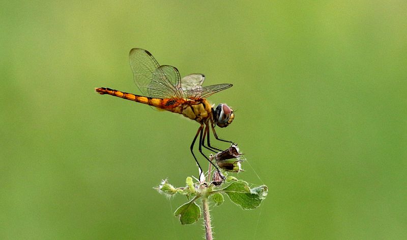 Scarlet Basker (Urothemis signata)