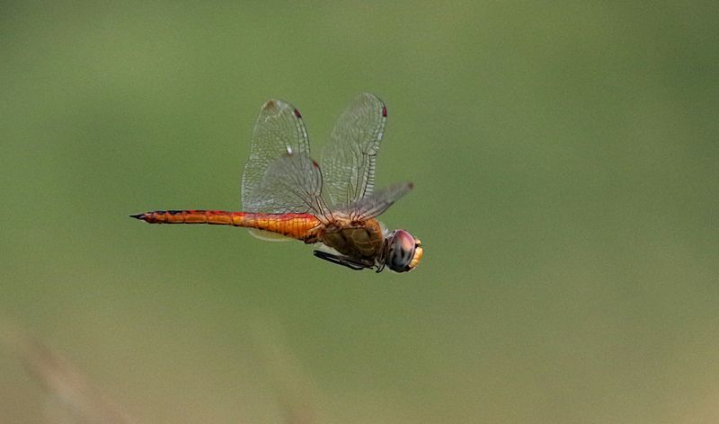 Wandering Glider (Pantala flavescens)
