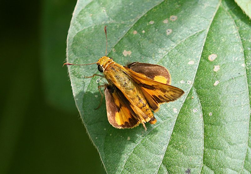 Pale Palm Dart (Telicota colon)