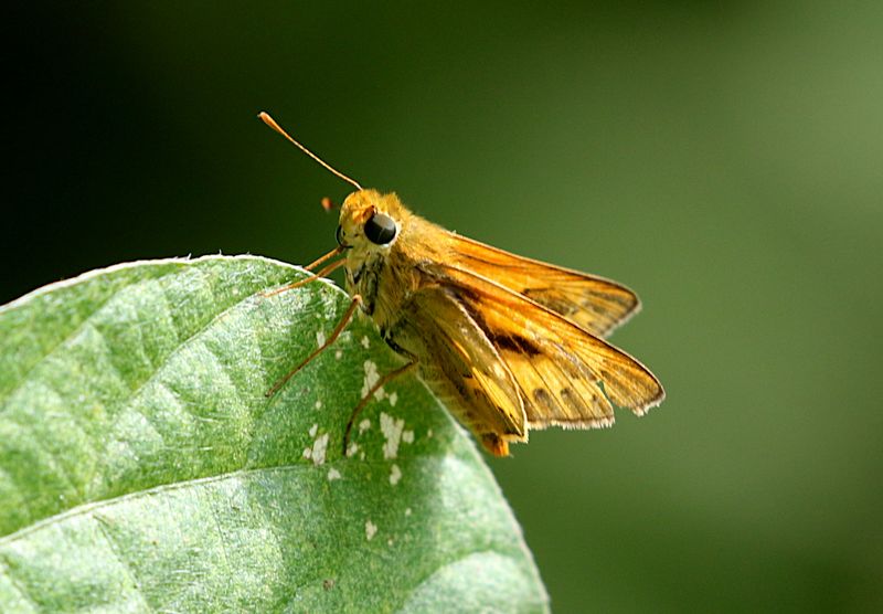 Pale Palm Dart (Telicota colon)