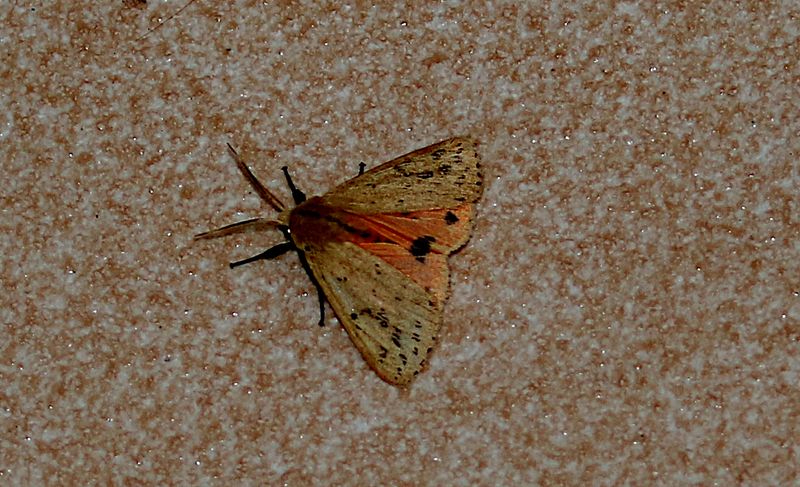 Crimson Tiger Moth (Ardices curvata)