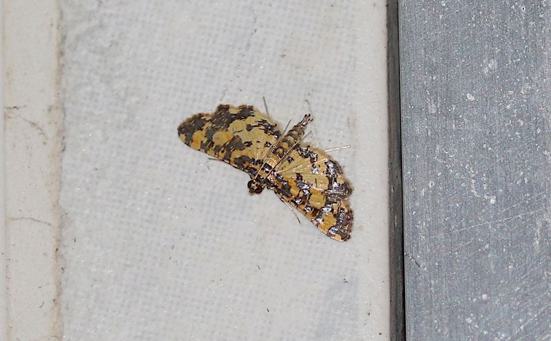 Eurrhyparodes tricoloralis
